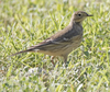 American Pipit